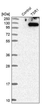 抗TSR1抗体 ウサギ宿主抗体 Prestige Antibodies&#174; Powered by Atlas Antibodies, affinity isolated antibody, buffered aqueous glycerol solution