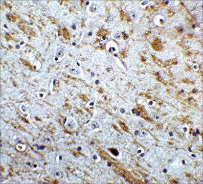 Anti-NELF antibody produced in rabbit affinity isolated antibody