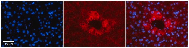 Anti-APOH antibody produced in rabbit affinity isolated antibody