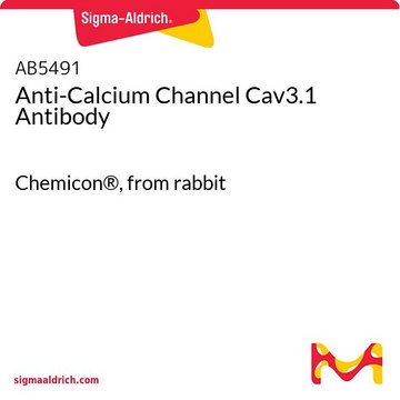 Anti-Calcium Channel Cav3.1 Antibody Chemicon&#174;, from rabbit