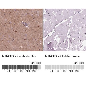 Anti-MARCKS Prestige Antibodies&#174; Powered by Atlas Antibodies, affinity isolated antibody