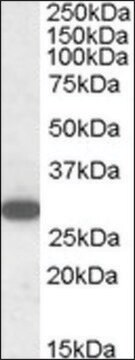 Anti-RGS18 (C-terminal) antibody produced in goat affinity isolated antibody, buffered aqueous solution