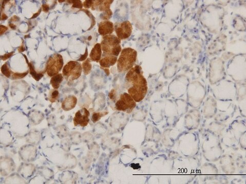 Monoclonal Anti-HD antibody produced in mouse clone 3F1, purified immunoglobulin, buffered aqueous solution