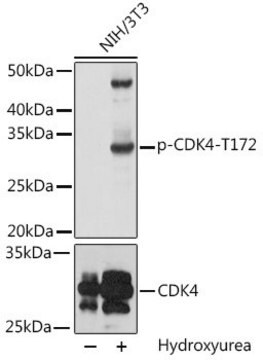 Przeciwciało anty-fosfo-CDK4-T172wytwarzane u królika