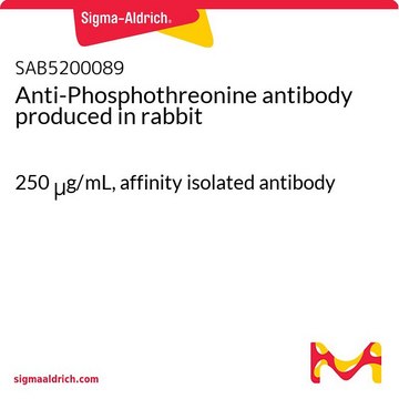 Anti-Phosphothreonine antibody produced in rabbit 250&#160;&#956;g/mL, affinity isolated antibody