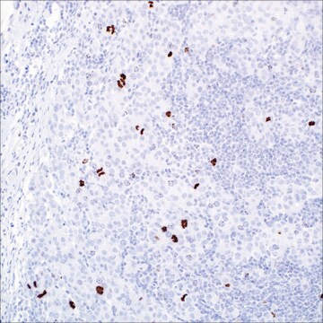 Phosphohiston&nbsp;H3 (PHH3) Rabbit Polyclonal Antibody