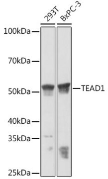 Anti-TEAD1 Antibody, clone 3Q10Q8, Rabbit Monoclonal