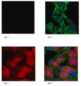 Anti-puromicina, clon 12D10, anticuerpo conjugado Alexa Fluor&#8482; 647 clone 12D10, 0.5&#160;mg/mL, from mouse