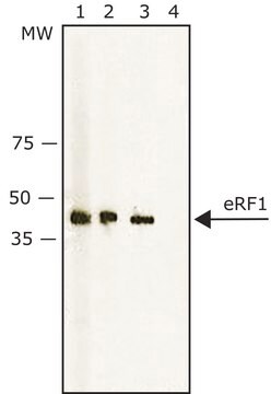 Anti-eRF1 antibody produced in rabbit ~1&#160;mg/mL, affinity isolated antibody, buffered aqueous solution