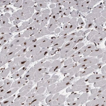 Anti-ALPK3 antibody produced in rabbit Prestige Antibodies&#174; Powered by Atlas Antibodies, affinity isolated antibody, buffered aqueous glycerol solution