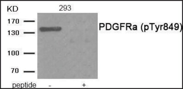 Anty-fosfo-PDGFRa(pTyr849) affinity isolated antibody