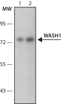 Anti-WASH1 antibody produced in rabbit ~1.0&#160;mg/mL, affinity isolated antibody