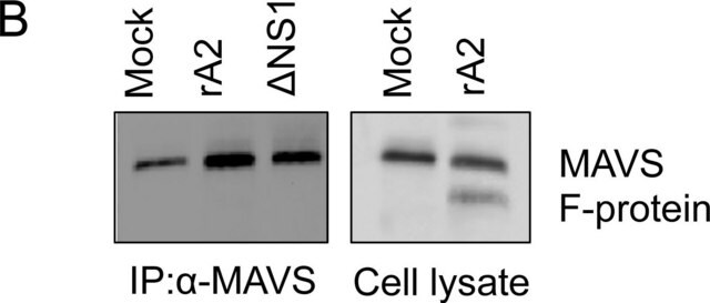 Anti-RSV-Antikörper, Fusionsprotein, alle Stämme vom Typ A und B, Klon 133-1H clone 133-1H, Chemicon&#174;, from mouse