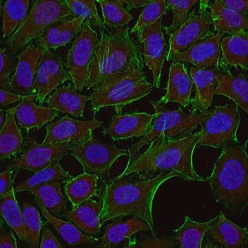 Przeciwciało anty-Dyneina, IC, cytozolowe, klon 74.1, koniugat Alexa Fluor&#8482; 555 clone 74.1, from mouse, ALEXA FLUOR&#8482; 555