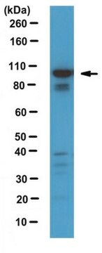 Przeciwciało anty-Rab11-FIP1/RCP from rabbit, purified by affinity chromatography