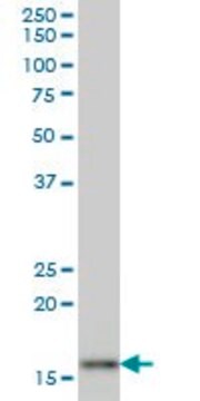 Monoclonal Anti-AGR2 antibody produced in mouse clone 1C3, purified immunoglobulin, buffered aqueous solution