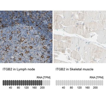 Anti-ITGB2 antibody produced in rabbit Prestige Antibodies&#174; Powered by Atlas Antibodies, affinity isolated antibody, buffered aqueous glycerol solution