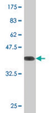 Monoclonal Anti-NRG2 antibody produced in mouse clone 4D6, purified immunoglobulin, buffered aqueous solution