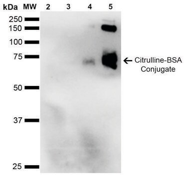 Monoclonal Anti-Citrulline-Horseradish Peroxidase antibody produced in mouse clone 2D3.1