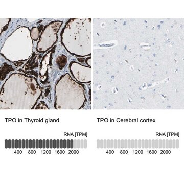 抗 TPO 兔抗 Prestige Antibodies&#174; Powered by Atlas Antibodies, affinity isolated antibody, buffered aqueous glycerol solution