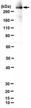 Anti-Huntingtin Antibody, a.a. 115-129 Antibody, clone 5HU-1H6