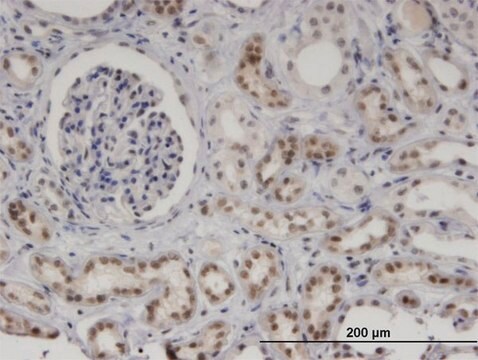 Monoclonal Anti-MNDA, (C-terminal) antibody produced in mouse clone 1H2, purified immunoglobulin, buffered aqueous solution