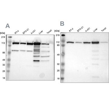 Anti-MTHFD1 antibody produced in rabbit Prestige Antibodies&#174; Powered by Atlas Antibodies, affinity isolated antibody, buffered aqueous glycerol solution