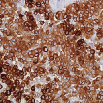 MART-1 (M2-7C10) + Tyrosinase (T311) Mouse Monoclonal Antibody