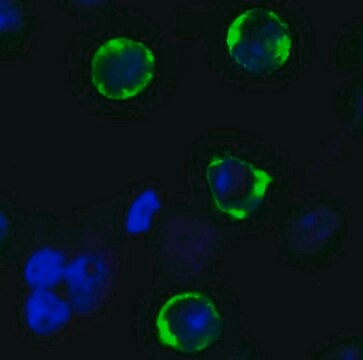 Anti-SARS-CoV-2 (COVID-19) Spike (cleavage site) antibody produced in rabbit affinity isolated antibody