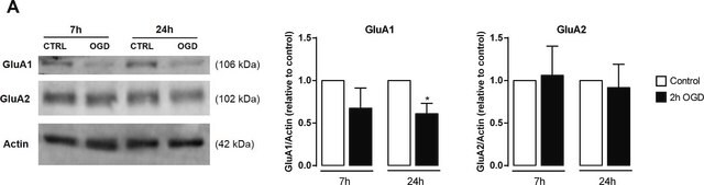 Anticorpo anti-receptor de glutamato 1 from rabbit, purified by affinity chromatography