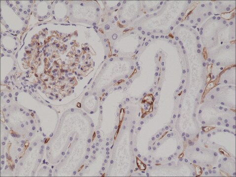 Anti-CD34 (C-term) antibody, Rabbit Monoclonal recombinant, expressed in HEK 293 cells, clone RM300, purified immunoglobulin