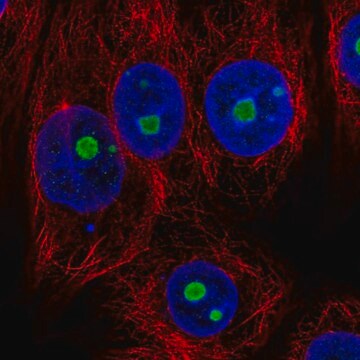 Anti-NOC2L antibody produced in rabbit Prestige Antibodies&#174; Powered by Atlas Antibodies, affinity isolated antibody