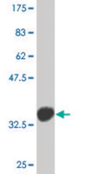 Monoclonal Anti-TP53BP2 antibody produced in mouse clone 1A10, purified immunoglobulin, buffered aqueous solution