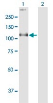 Anti-COG1 antibody produced in mouse purified immunoglobulin, buffered aqueous solution