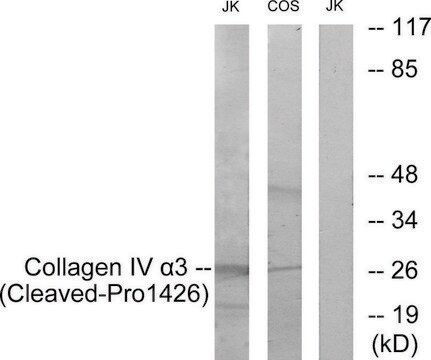 Anti-Collagen IV &#945;3 (Cleaved-Pro1426) antibody produced in rabbit affinity isolated antibody