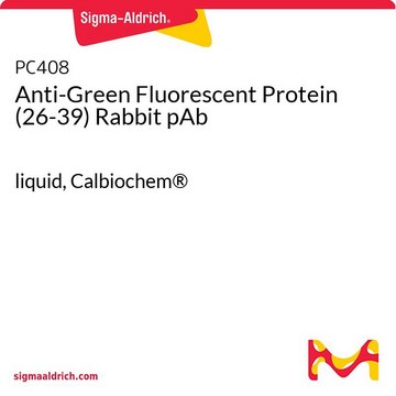 Anty-zielone białko fluorescencyjne (26-39) królicze pAb liquid, Calbiochem&#174;