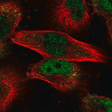 Anti-MYBL2 antibody produced in rabbit Prestige Antibodies&#174; Powered by Atlas Antibodies, affinity isolated antibody