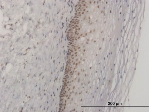 ANTI-FOXL1 antibody produced in mouse clone 2F6, purified immunoglobulin, buffered aqueous solution