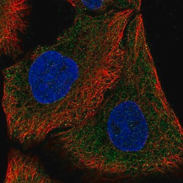 Anti-DAAM1 antibody produced in rabbit Prestige Antibodies&#174; Powered by Atlas Antibodies, affinity isolated antibody