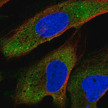 Anti-YTHDF2 antibody produced in rabbit Prestige Antibodies&#174; Powered by Atlas Antibodies, affinity isolated antibody