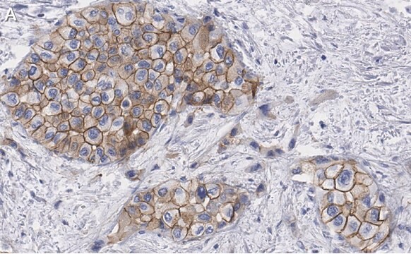 抗グリピカン1抗体 クローン1J4 ZooMAb&#174;ウサギ・モノクローナル recombinant, expressed in HEK 293 cells