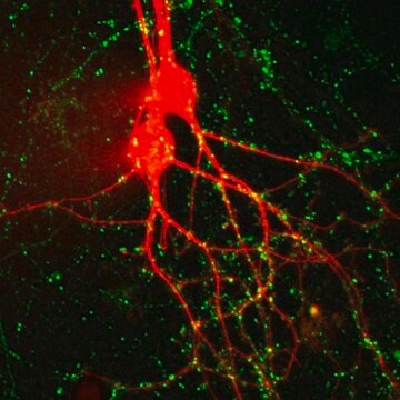 BioTracker&nbsp;510 Synapsenfarbstoff, grün C4(FM1-43) Live cell imaging synaptic dye that detects neural synaptic activitiy at neuromuscular junctions and synapses.