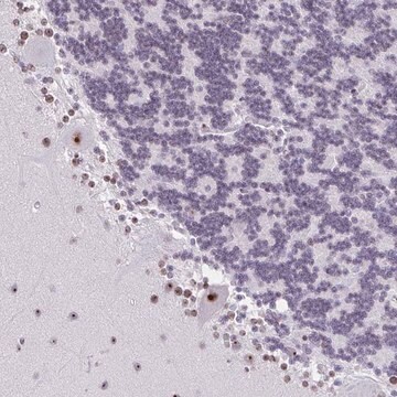 Anti-ZNF800 antibody produced in rabbit Prestige Antibodies&#174; Powered by Atlas Antibodies, affinity isolated antibody, buffered aqueous glycerol solution