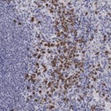 Anti-IGSF8 antibody produced in rabbit Prestige Antibodies&#174; Powered by Atlas Antibodies, affinity isolated antibody, buffered aqueous glycerol solution