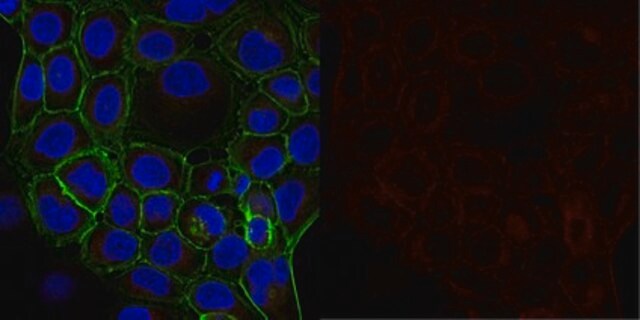 Przeciwciało anty-α-Tubulina, klon DM1A, koniugat Alexa &#8482; 647 clone DM1A, from mouse, ALEXA FLUOR&#8482; 647