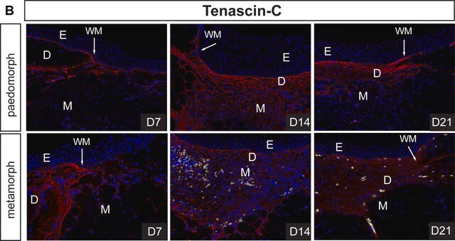 Anti-Tenascin Antibody Chemicon&#174;, from rabbit