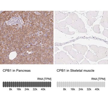 Anti-CPB1 antibody produced in rabbit Prestige Antibodies&#174; Powered by Atlas Antibodies, affinity isolated antibody, buffered aqueous glycerol solution