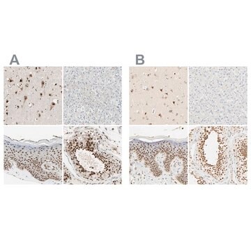 Anti-DAZAP1 antibody produced in rabbit Ab1, Prestige Antibodies&#174; Powered by Atlas Antibodies, affinity isolated antibody, buffered aqueous glycerol solution