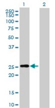 Anti-RND3 antibody produced in mouse purified immunoglobulin, buffered aqueous solution