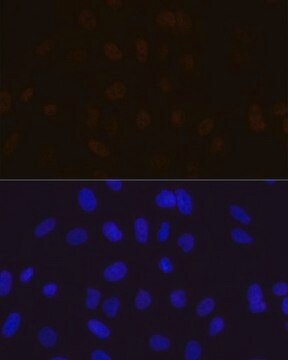 Anti-MBNL1 antibody produced in rabbit